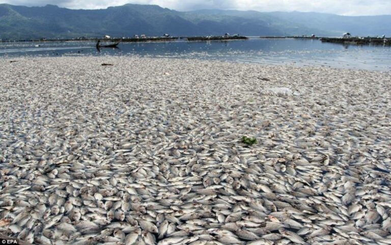 Great-Fish-Kill-central-VN-coast-0416-1-768×482